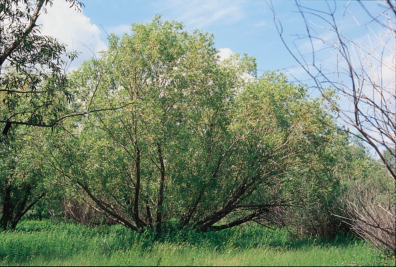 natural-materials